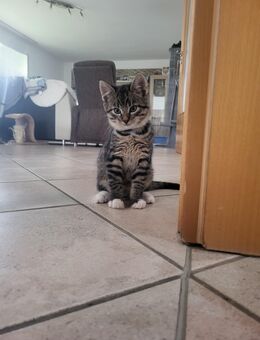 Babykatze, Kater, Kitten, grau-getigert, lieb verschmust - Brilon