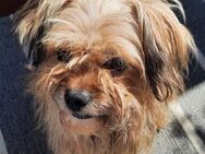 Süsse TILLY sucht liebes Zuhause - Neuberg