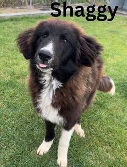 Shaggy unser Wuschelprinz - Rinteln