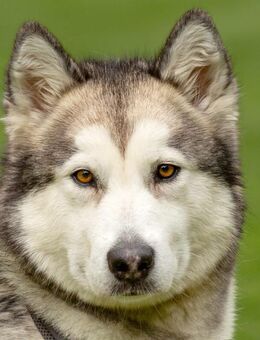 Wapaj - Husky - 3 Jahre - Tierhilfe Franken e.V. - Lauf (Pegnitz) Zentrum