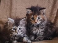 Maine Coon Kitten suchen Herzensplätze - Kiefersfelden