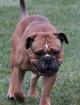 New English Bulldog Rüde - Kuhlen-Wendorf