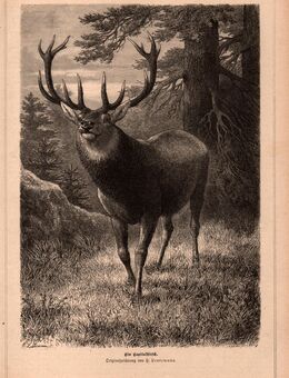 Grafik : Ein Kapitalhirsch ., Originalzeichnung von H. Leutemann , Blatt 31cm x 22cm , M7 - Görlitz