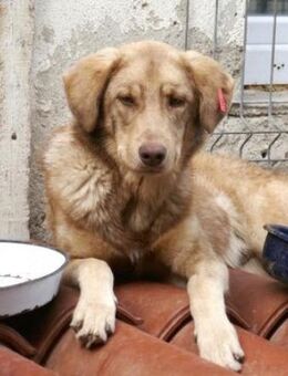 Dag ist ein Traumhund! - Karben