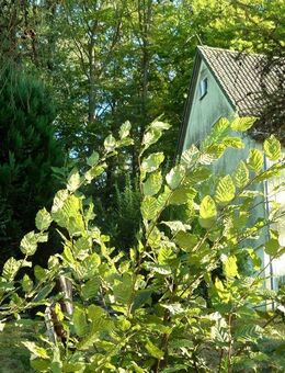 Doppelhaushälfte einmalig gelegene - am Stadtrand von Sebnitz - Sebnitz