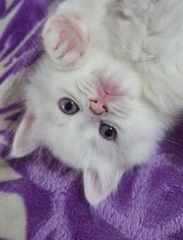 Kater Sucht neues Zuhause - Hamburg