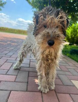 Foxi Foxterrier 35 cm 9 mon. - Finning