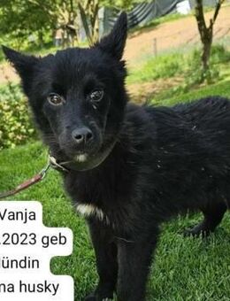 VANjA 😍 ein schwarzes Husky-Mix-Mädchen - Mylau