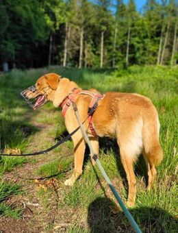 Spiky - sucht seine 2.Chance - Löwenberger Land