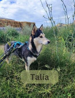 TALÍA, w., kastr., Husky-Mix, ca. 52 cm - Sipplingen