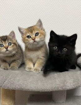 bkh kitten blue lillac golden shell - Gelsenkirchen