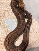 (W) Königspyhton abzugeben, 2 Jahre alt in 27339