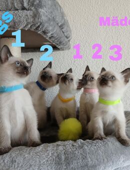 Wunderschöne Thai - Kitties suchen bald ein liebervolles Zuhause - Berlin