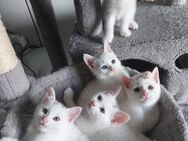 Babykatzen zu Verkaufen - Bonn