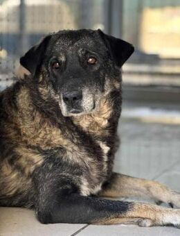 Liza Mix Hündin ca. 10,5 Jahre alt in GR - Reutlingen