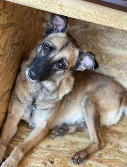 Rose sucht ihre Menschen 🐾 - Elsdorf (Nordrhein-Westfalen)