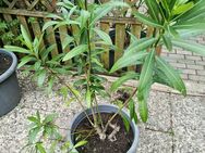 Oleander rot klein - Barsinghausen