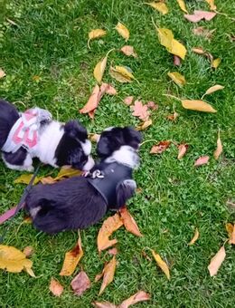 7x labrador Mix kleinbleibend 88 - Wurzen