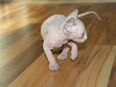 Sphynx Baby in 10627