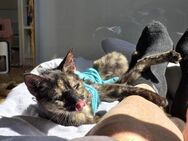 Milazo & Romana Verschmustes Kitten - Benediktbeuern