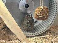 2 Degus mit Zubehör in gute Hände abzugeben - Frechen