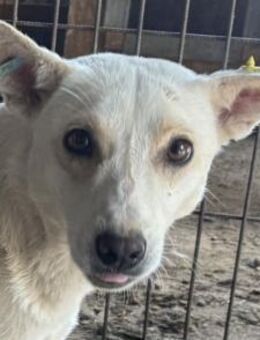 Noemi - süße, sensible Seele, 47cm - Rösrath