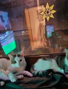 2 Kater zu verschenken - Sankt Augustin Zentrum