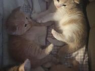 BKH Kitten abzugeben - Marl (Nordrhein-Westfalen)
