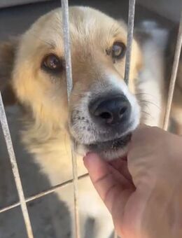 Esko - intelligenter Rüde - Alfdorf