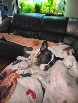 Wir erwarten Welpen Bully/Beagle - Grevenbroich