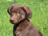 Reinrassige Labrador Welpen in braun mit Tan und blond mit Ahnentafel/Papiere - Eichenzell
