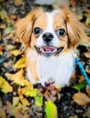 Cavalonka Mädchen 9 Monate alt sucht ein neues Zuhause in 45239