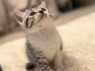 BKH-Bengal-Kitten - Herne