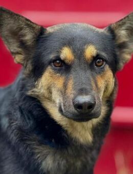 ❤️🐶 lieber Junghund Noks🐶❤️ - Eislingen (Fils)