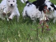Reinrassige Spanische Wasserhund Welpen,Perro de Aqua - Wiesmoor