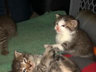 2 süße kleine Kätzchen ab Ende Juli abzugeben - Wettin-Löbejün