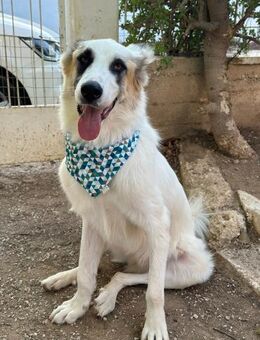 Gabriel sucht seine Familie! - Krefeld