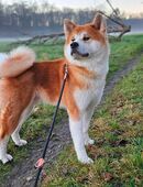 Akita Inu Rüde – treuer Begleiter sucht liebevolles Zuha in 38448