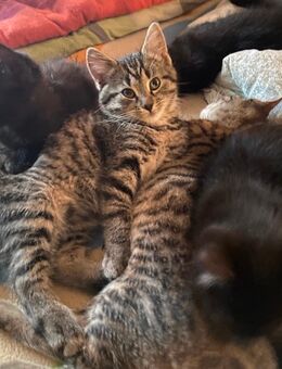 Hauskatzen Babys suchen ein neues Revier - Drei Gleichen