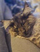 MAINE coon Katze sucht MIT SCHÖNHEITSFEHLER in 48291