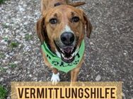 Vermittlungshilfe für Bronte ❤️ - Saarbrücken