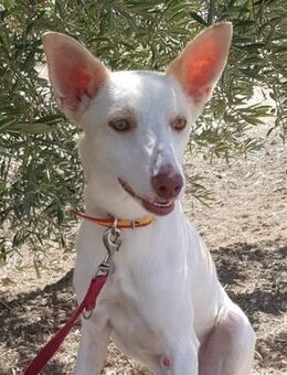 Thano sehnt sich nach Liebe und Fürsorge - Laatzen