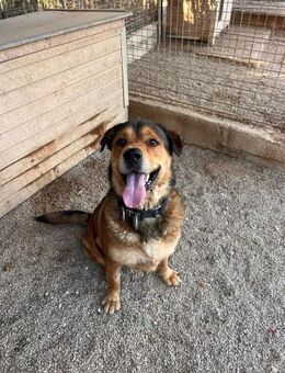 Mels es n toller Labrador Schäferhundmix - Lübeck