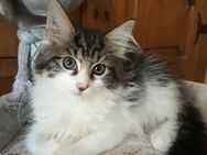 Maine Coon reinrassige Kitten 100 % zum Liebhaben! - Hambühren