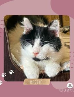 Katze Maggie sucht ihre Dosis - Lalendorf