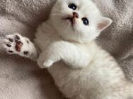 Wunderschöner BKH kitten abzugeben - Velbert