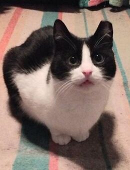 Gizmo - siehe auch Dusty - - Weilmünster