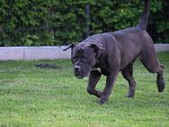 Schwarze Boerboel Hündin - Niedermurach