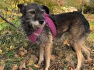 Granny sucht dringend ein Zuhause - Blankenheim (Nordrhein-Westfalen)