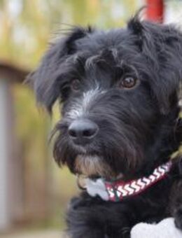 Traumhund Bringa sucht sein Team - Essen